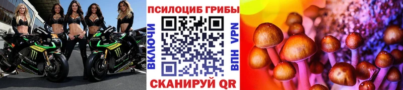 shop какой сайт  Кириши  Псилоцибиновые грибы Psilocybe 